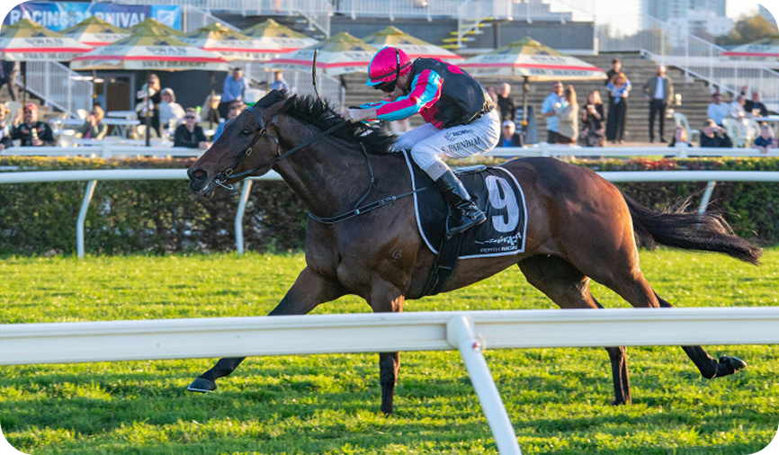 Horse racing photo 8